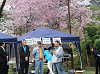 201604sakura02_thumb.jpg