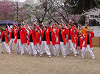 sakura20104_3_thumb.png