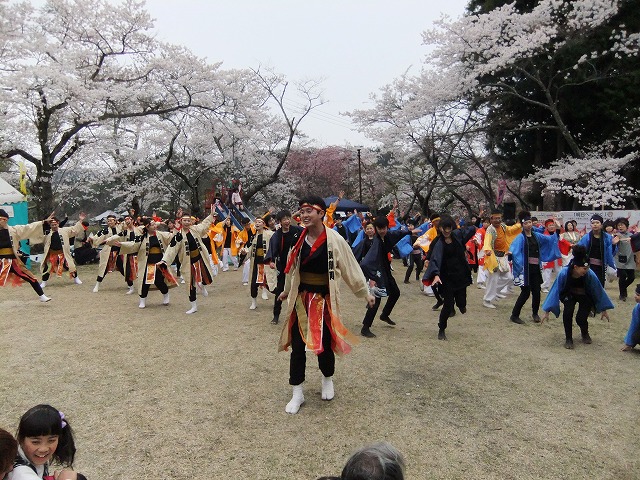 sakura20104_4.jpg